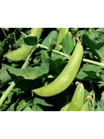 Redwood Seeds Sugar Snap Pea - Organic Redwood Seeds