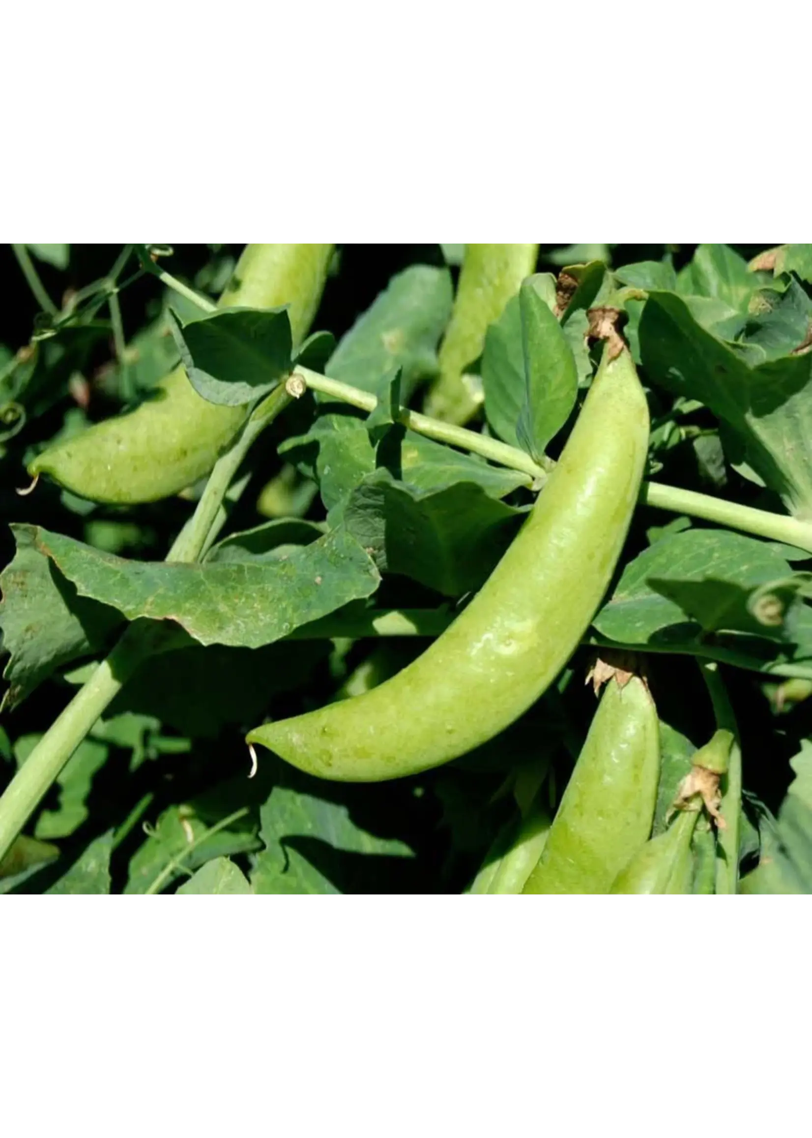 Redwood Seeds Sugar Snap Pea - Organic Redwood Seeds