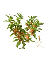 The Living Seed Company Ashwagandha Organic