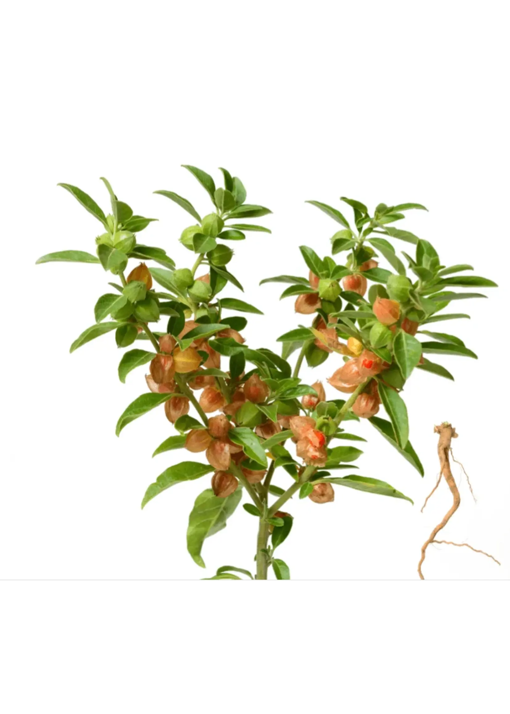 The Living Seed Company Ashwagandha Organic