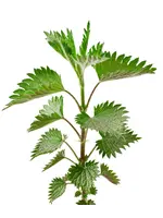 The Living Seed Company Stinging Nettle Organic