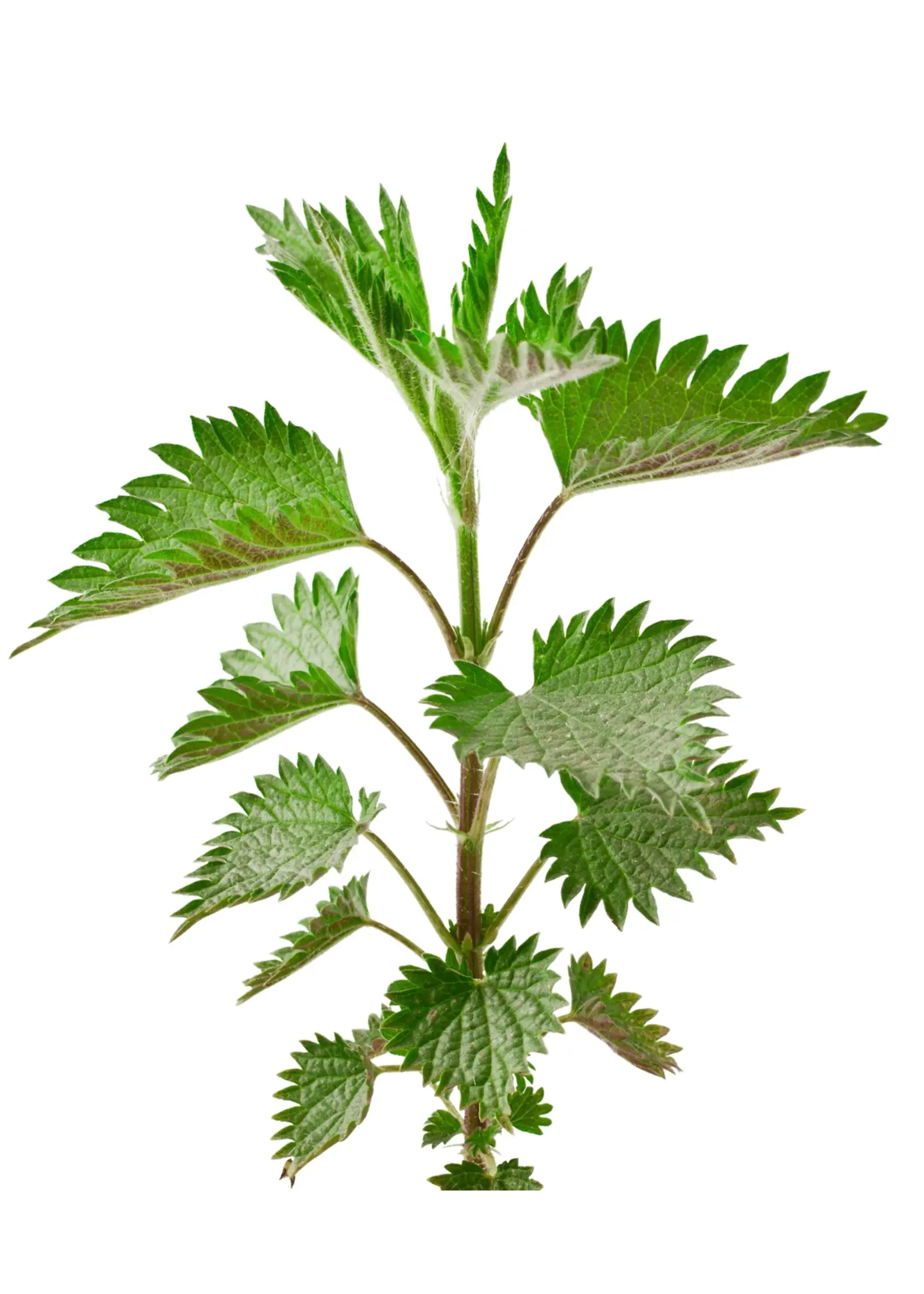 The Living Seed Company Stinging Nettle Organic