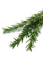 The Living Seed Company Rosemary Organic
