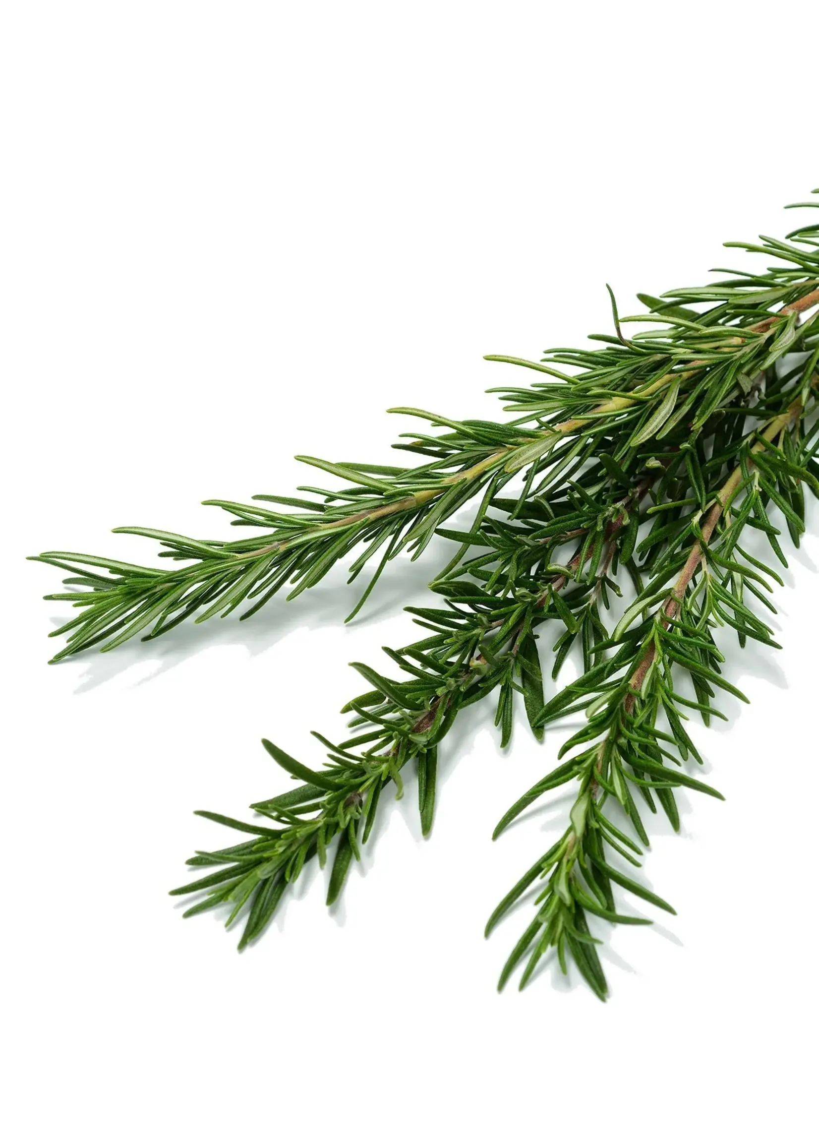 The Living Seed Company Rosemary Organic