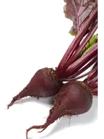 The Living Seed Company Beet Bulls Blood Organic