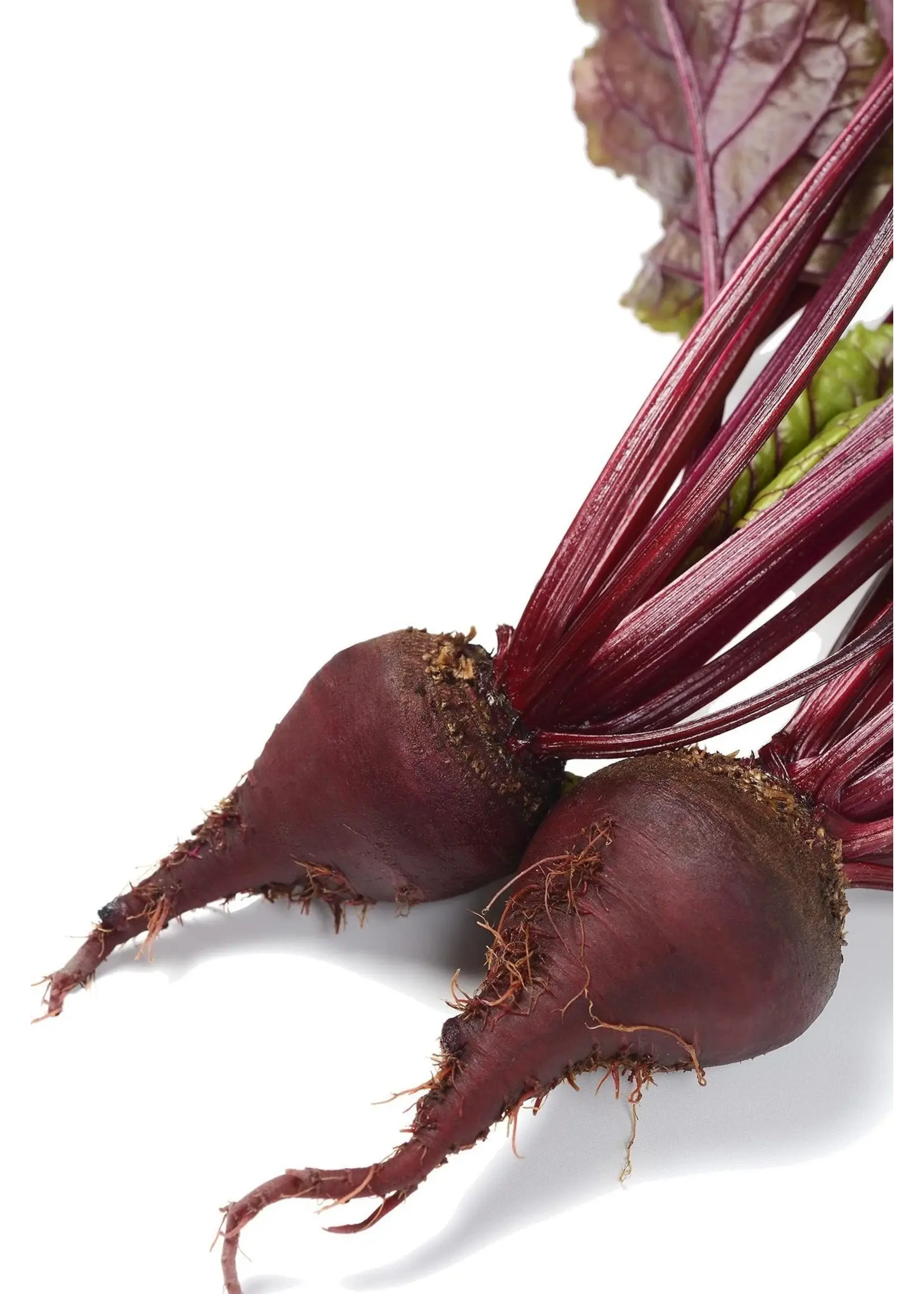 The Living Seed Company Beet Bulls Blood Organic