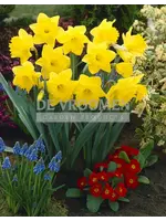 De Vroomen Narcissus Dutch Master Pack of 5 Bulbs