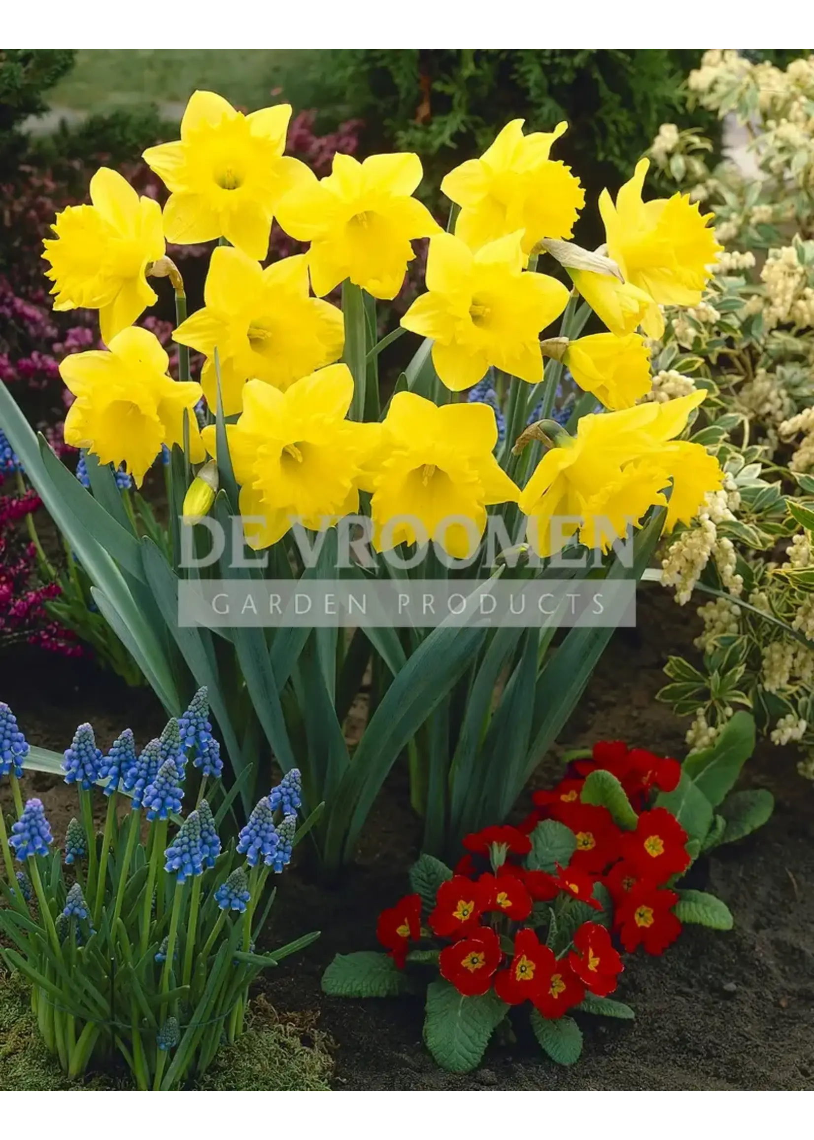 De Vroomen Narcissus Dutch Master Pack of 5 Bulbs