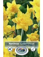 De Vroomen Narcissus Golden Ducat Pack of 5 Bulbs