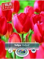 De Vroomen Tulip Oxford Pack of 6 Bulbs