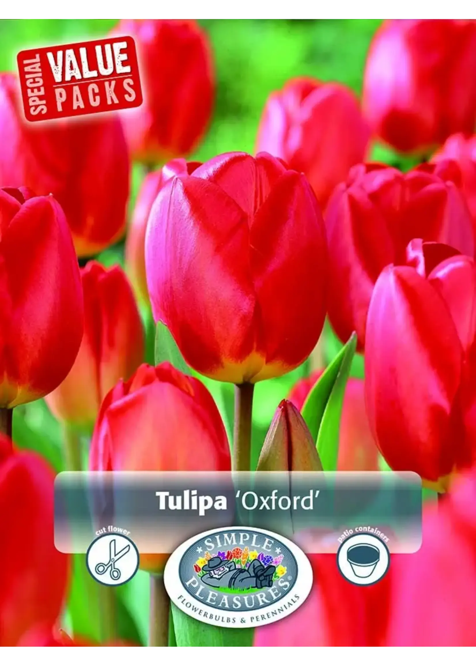 De Vroomen Tulip Oxford Pack of 6 Bulbs