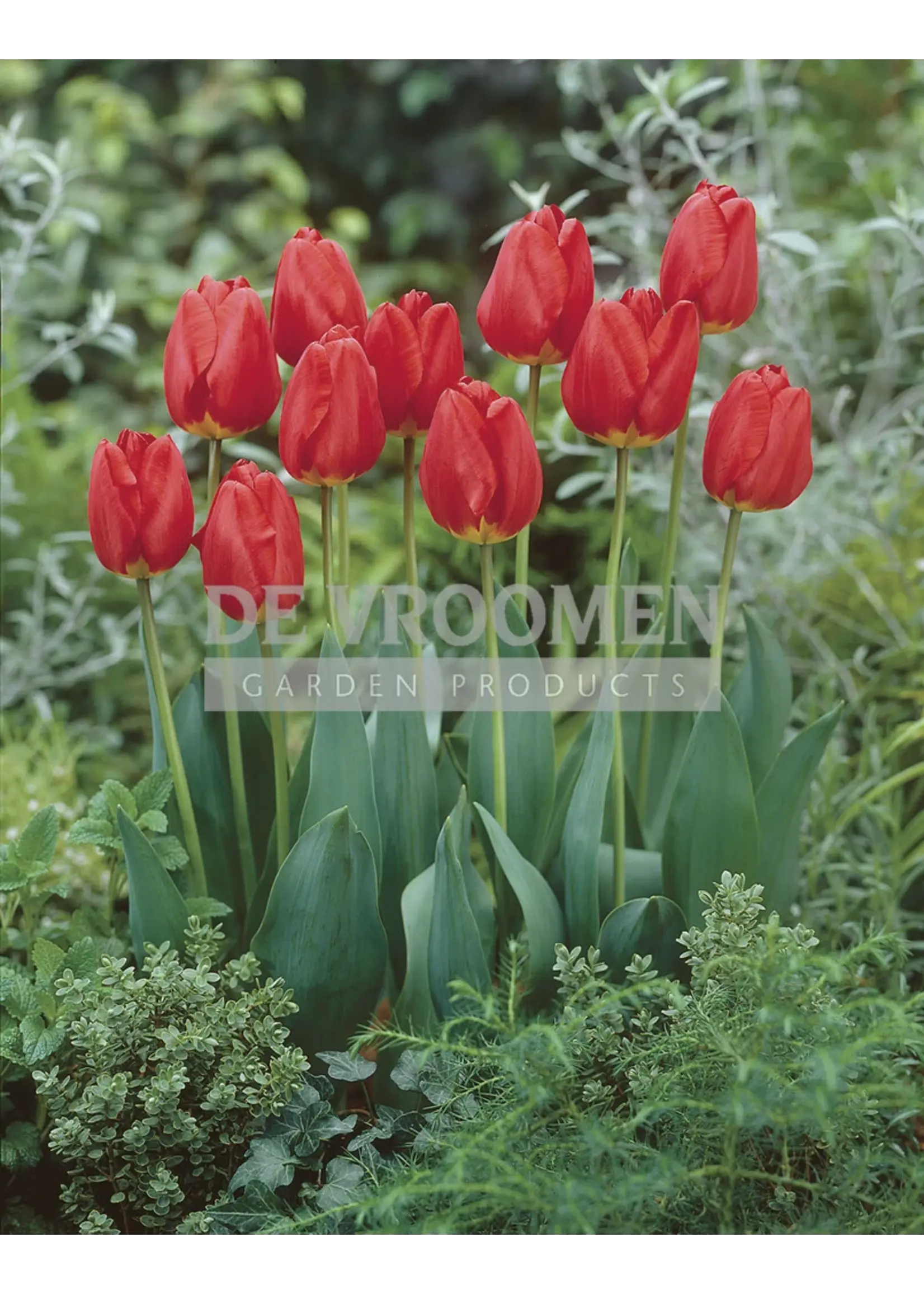 De Vroomen Tulip Oxford Pack of 6 Bulbs