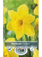 De Vroomen Narcissus Carlton Pack of 5 Bulbs
