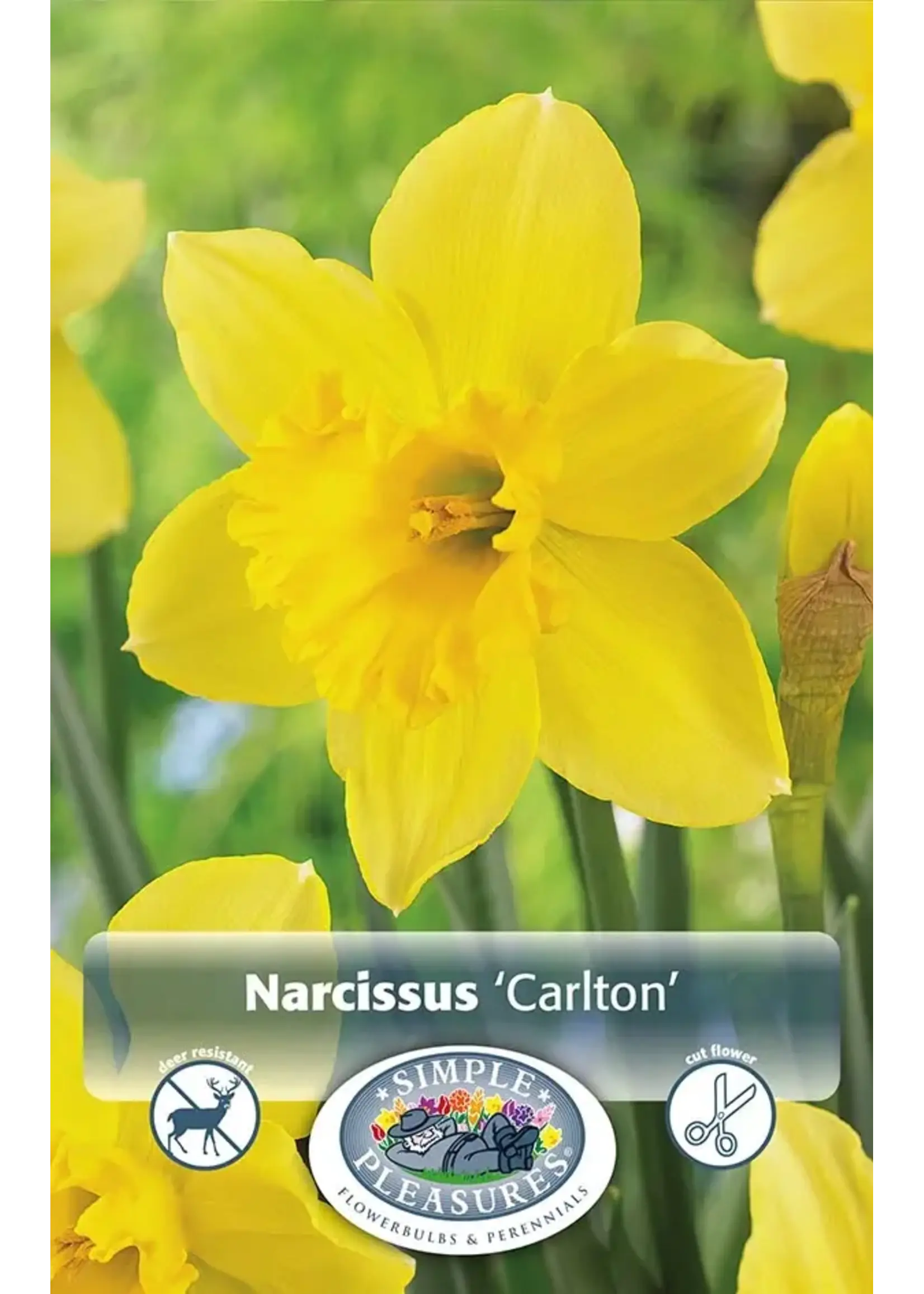 De Vroomen Narcissus Carlton Pack of 5 Bulbs