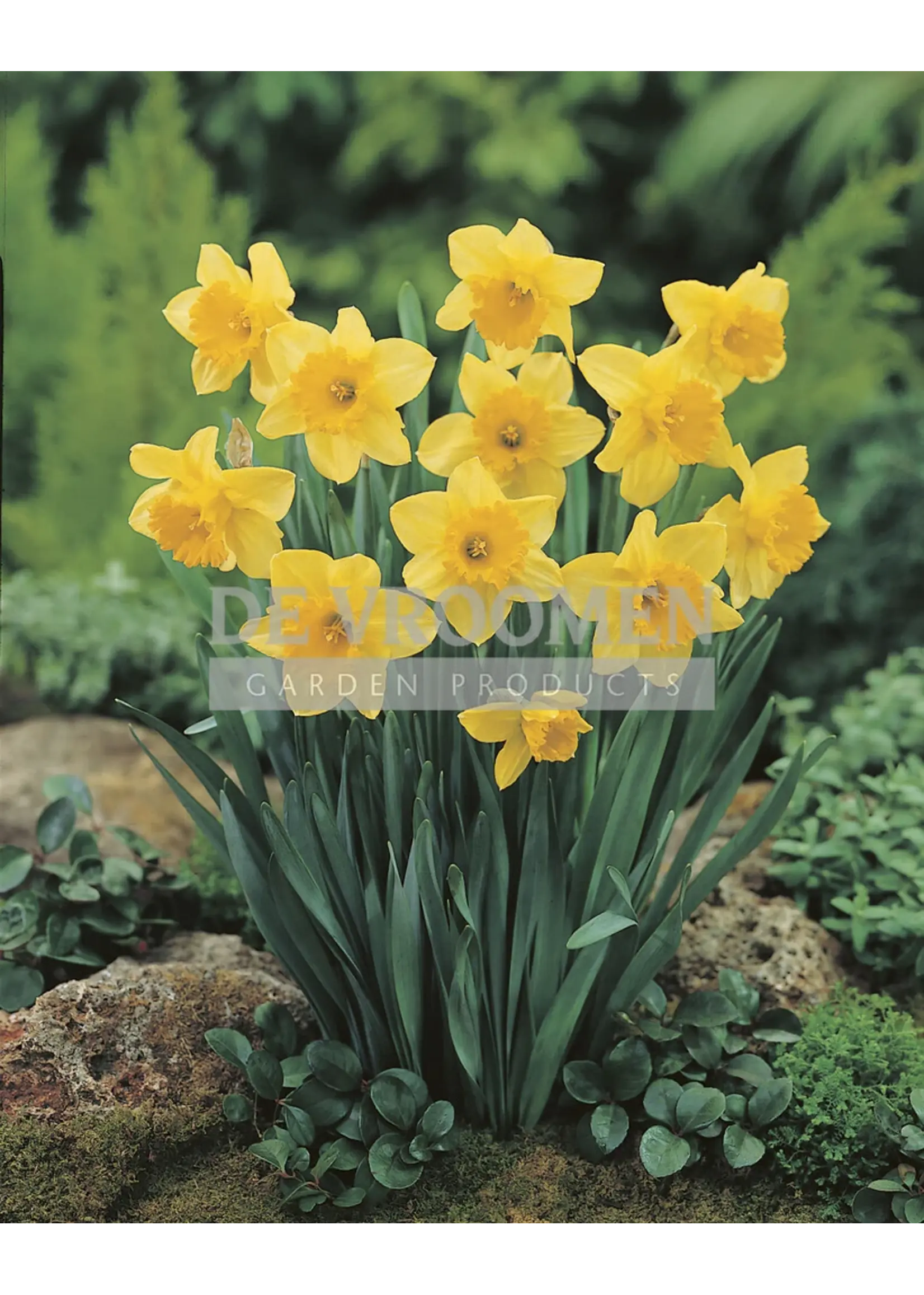 De Vroomen Narcissus Carlton Pack of 5 Bulbs
