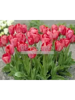 De Vroomen Tulip Van Eijk Pack of 6 Bulbs