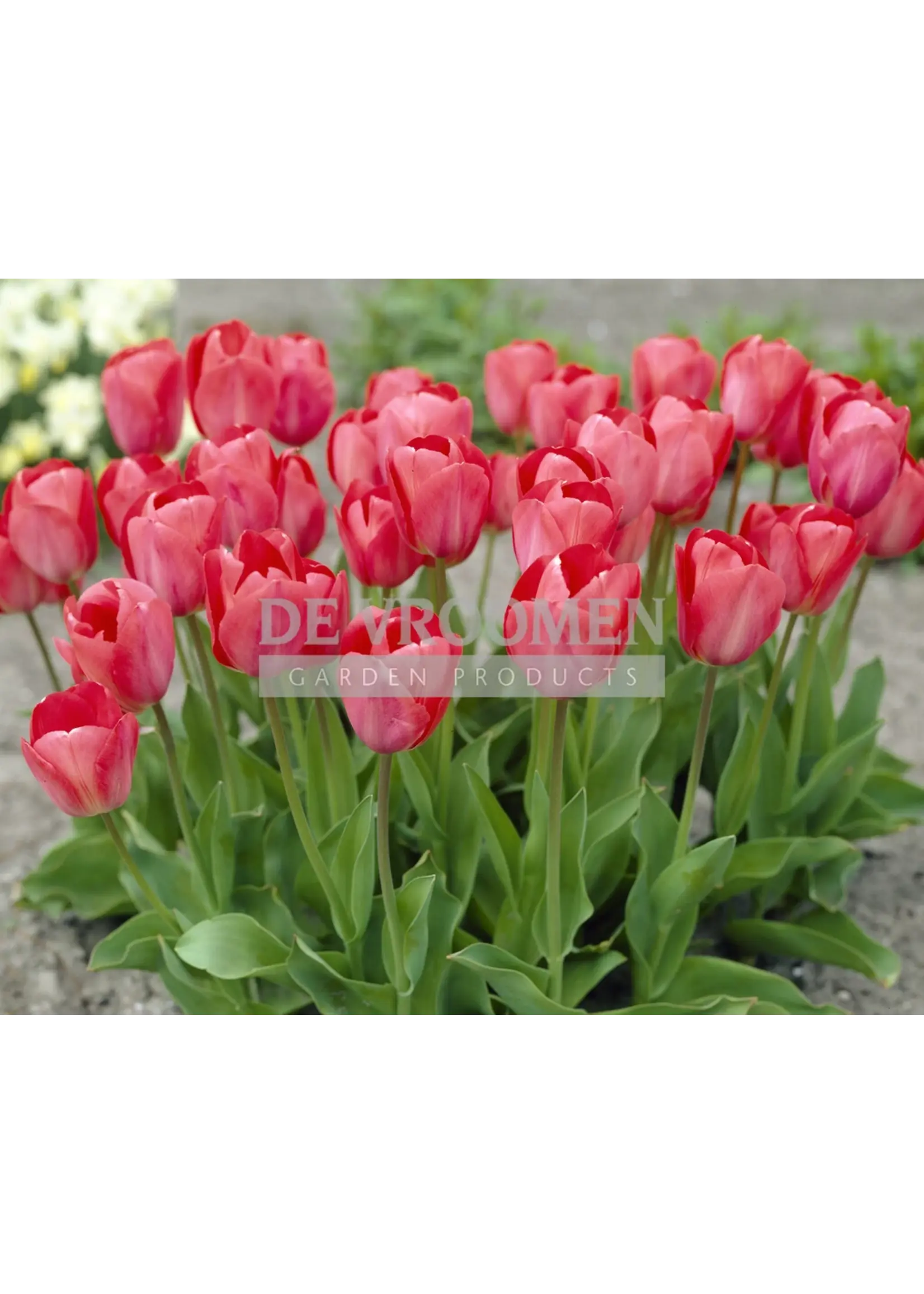 De Vroomen Tulip Van Eijk Pack of 6 Bulbs