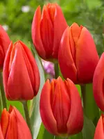 De Vroomen Tulip Orange Cassini Pack of 6 Bulbs