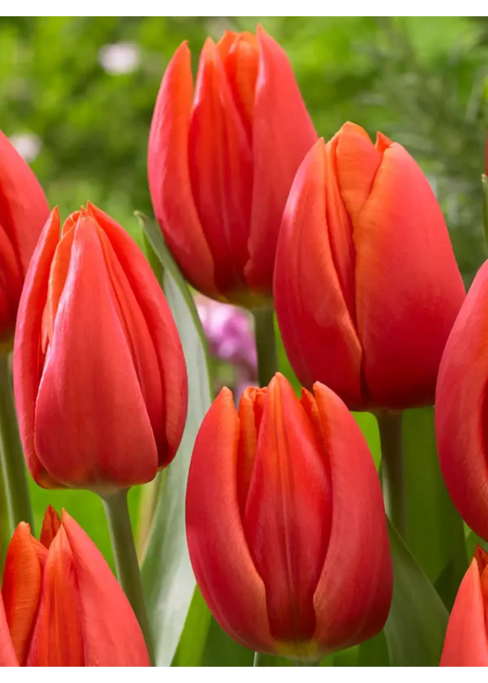 De Vroomen Tulip Orange Cassini Pack of 6 Bulbs