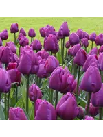 De Vroomen Tulip Negrita Pack of 6 Bulbs