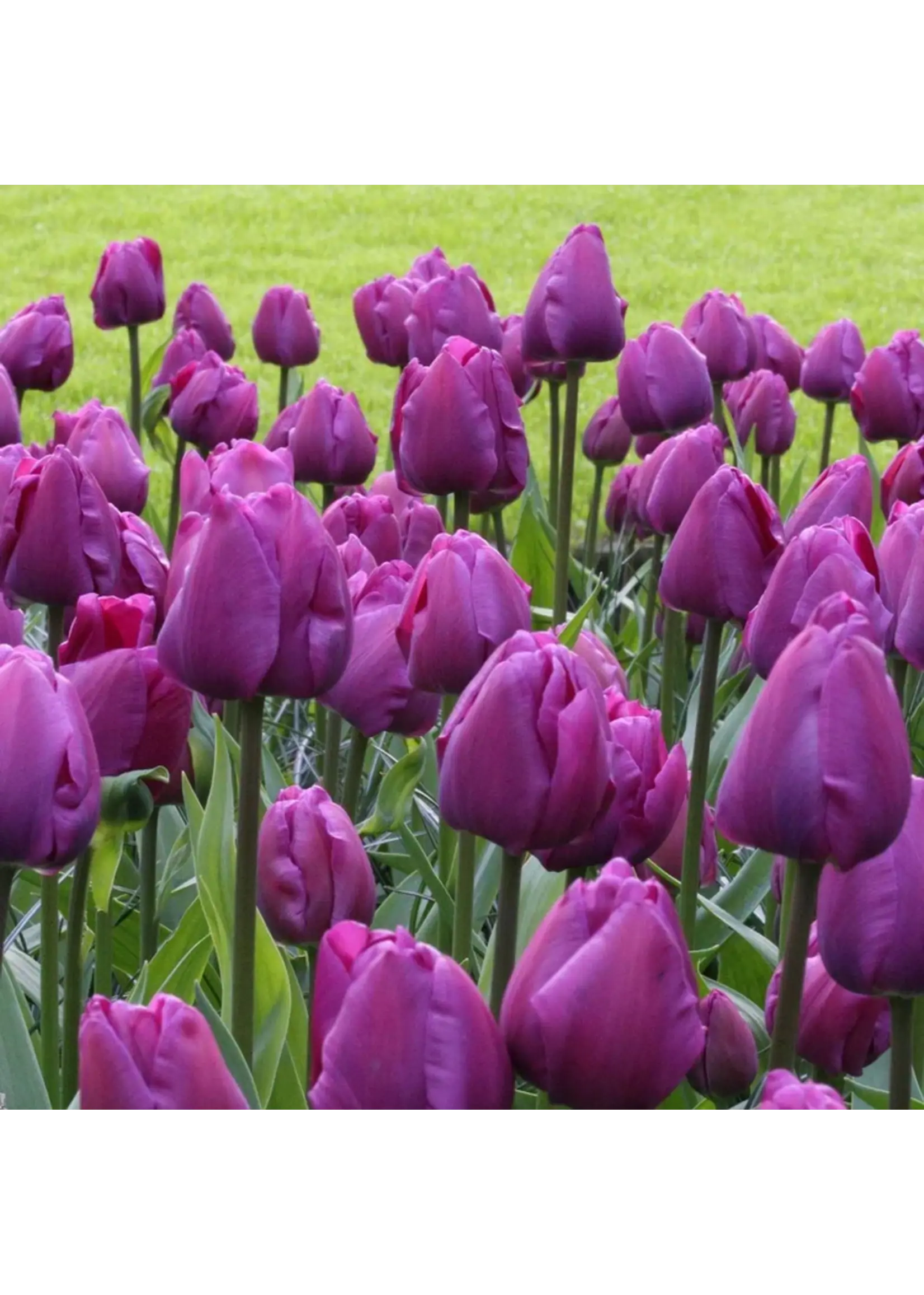 De Vroomen Tulip Negrita Pack of 6 Bulbs