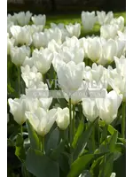 De Vroomen Tulip White Emperor Pack of 6 Bulbs