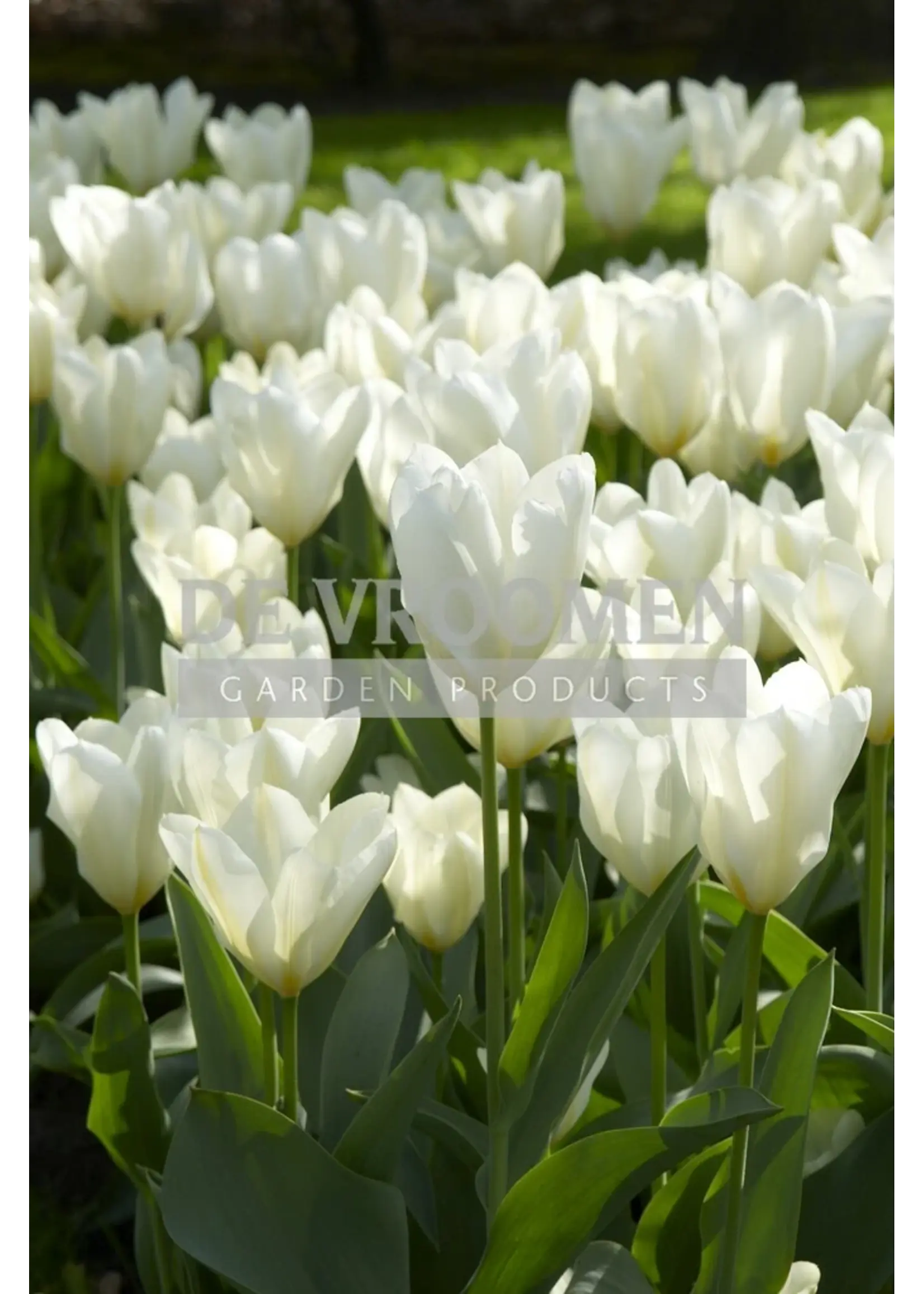 De Vroomen Tulip White Emperor Pack of 6 Bulbs