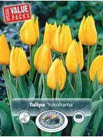 De Vroomen Tulip Yokohama Pack of 6 Bulbs