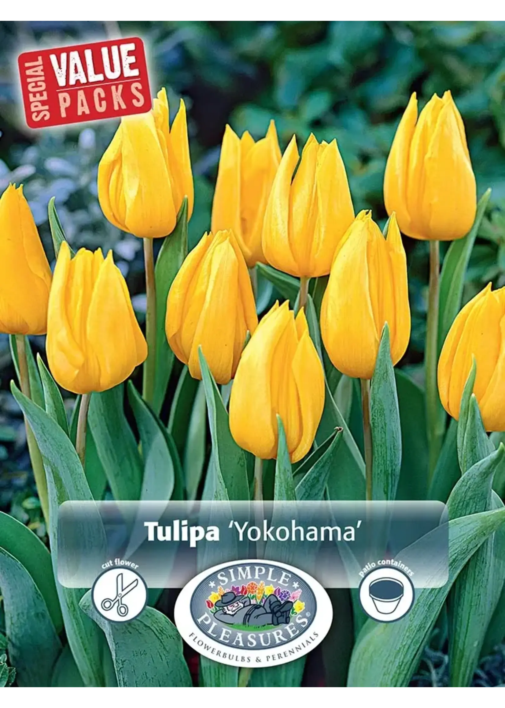 De Vroomen Tulip Yokohama Pack of 6 Bulbs
