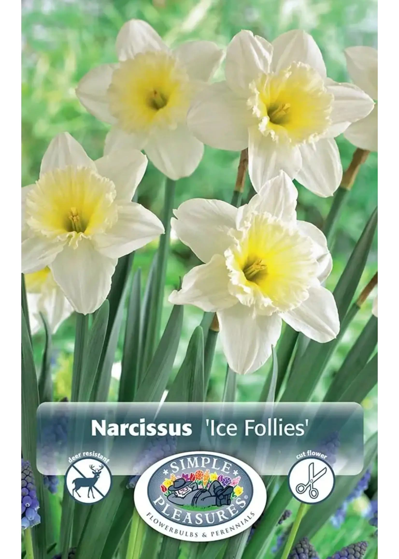 De Vroomen Narcissus Ice Follies Pack of 5 Bulbs