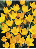 De Vroomen Crocus Giant Yellow Pack of 10 Bulbs