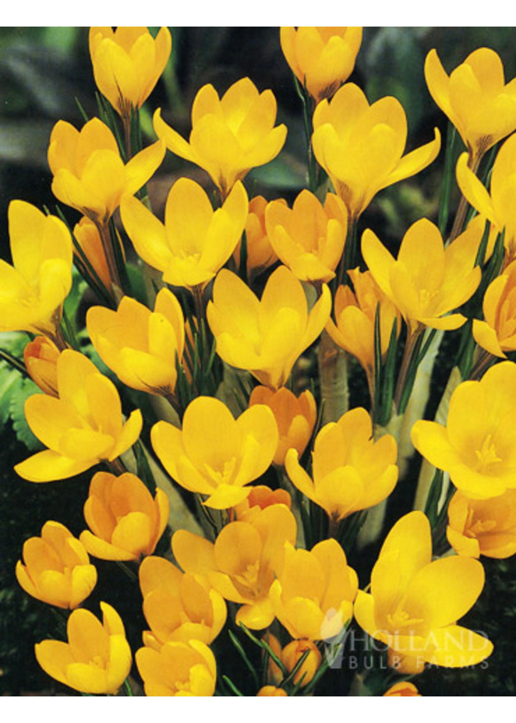 De Vroomen Crocus Giant Yellow Pack of 10 Bulbs