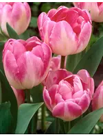 De Vroomen Tulip Upstar Pack of 6 bulbs