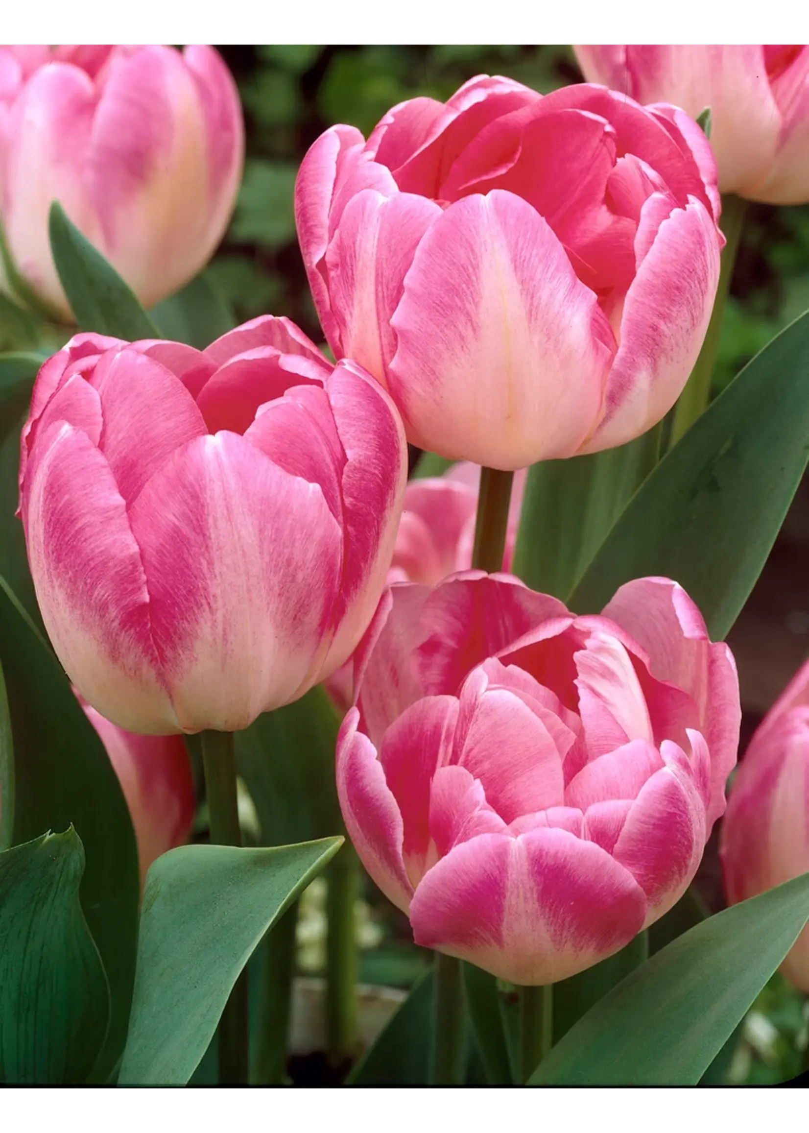 De Vroomen Tulip Upstar Pack of 6 bulbs