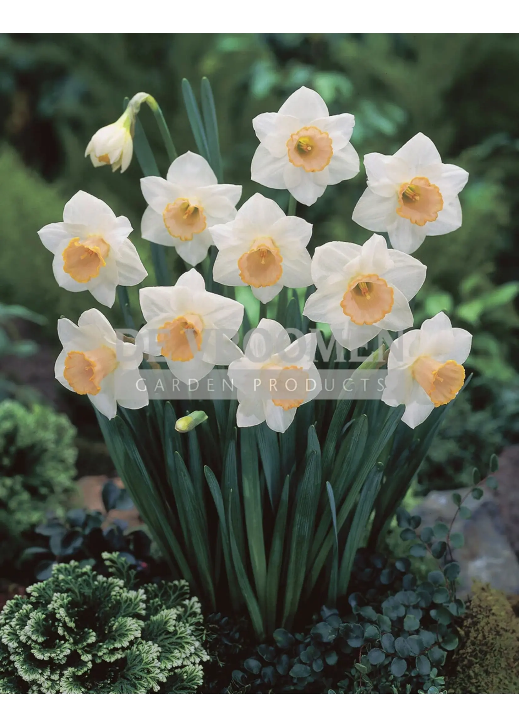 De Vroomen Narcissus Salome Pack of 5 Bulbs