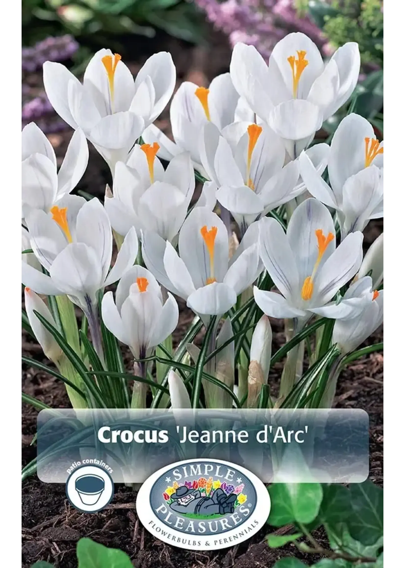 De Vroomen Crocus Jeanne d'Arc Pack of 10 Bulbs