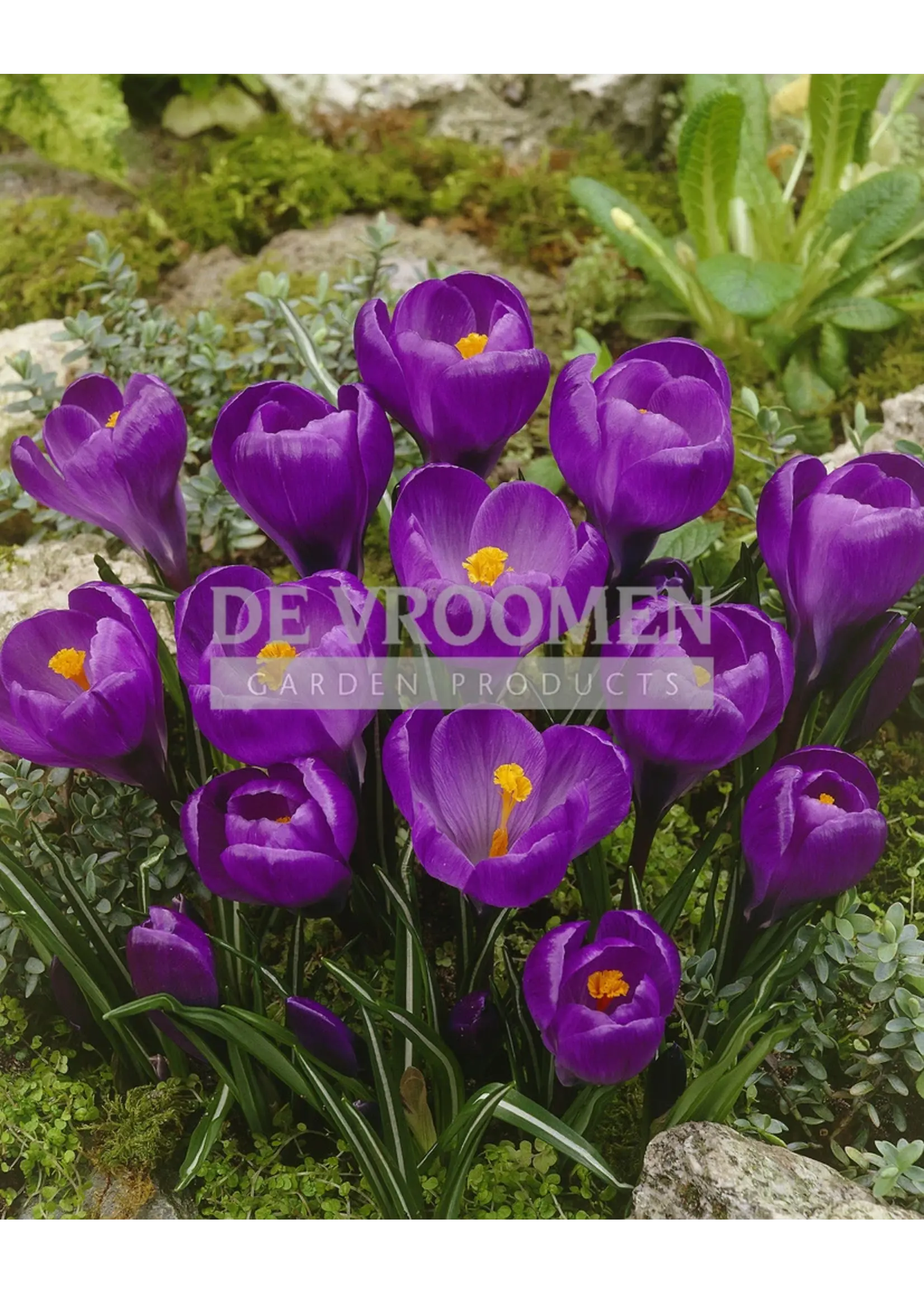 De Vroomen Crocus Flower Record Pack of 10 Bulbs