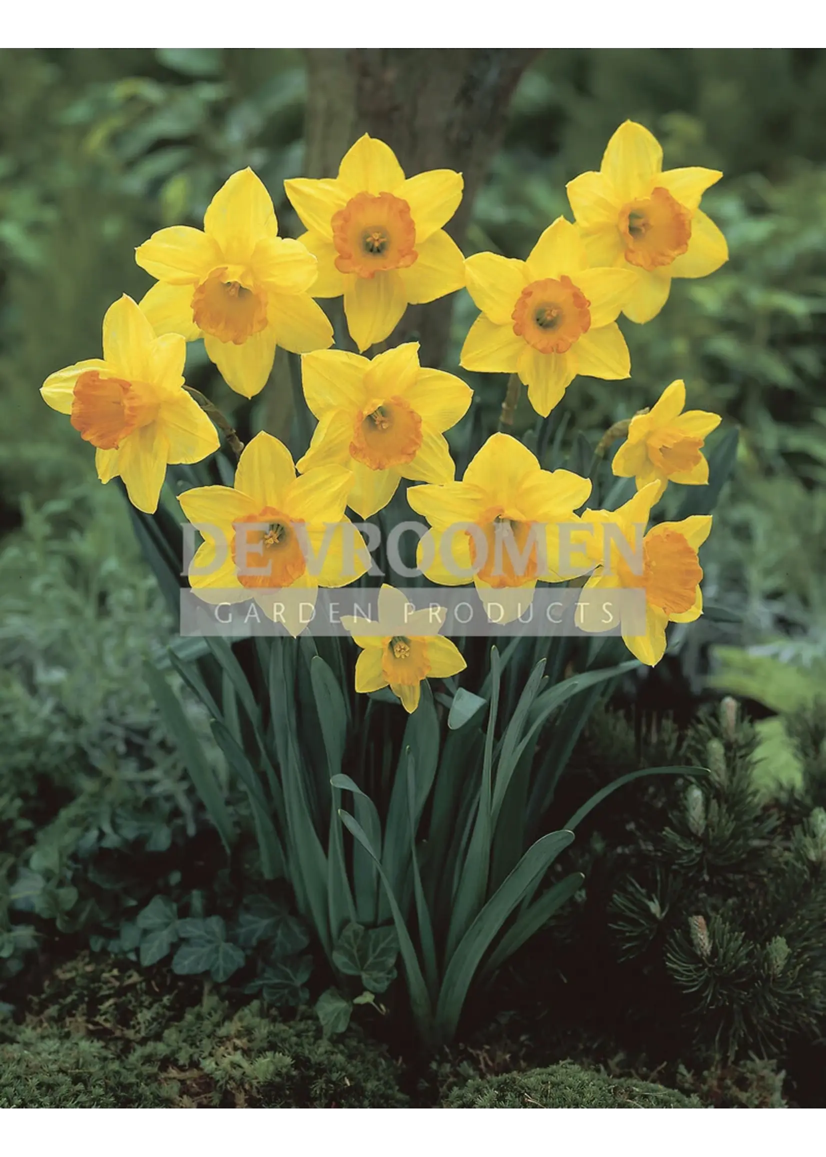 De Vroomen Narcissus Fortune Pack of 5 Bulbs