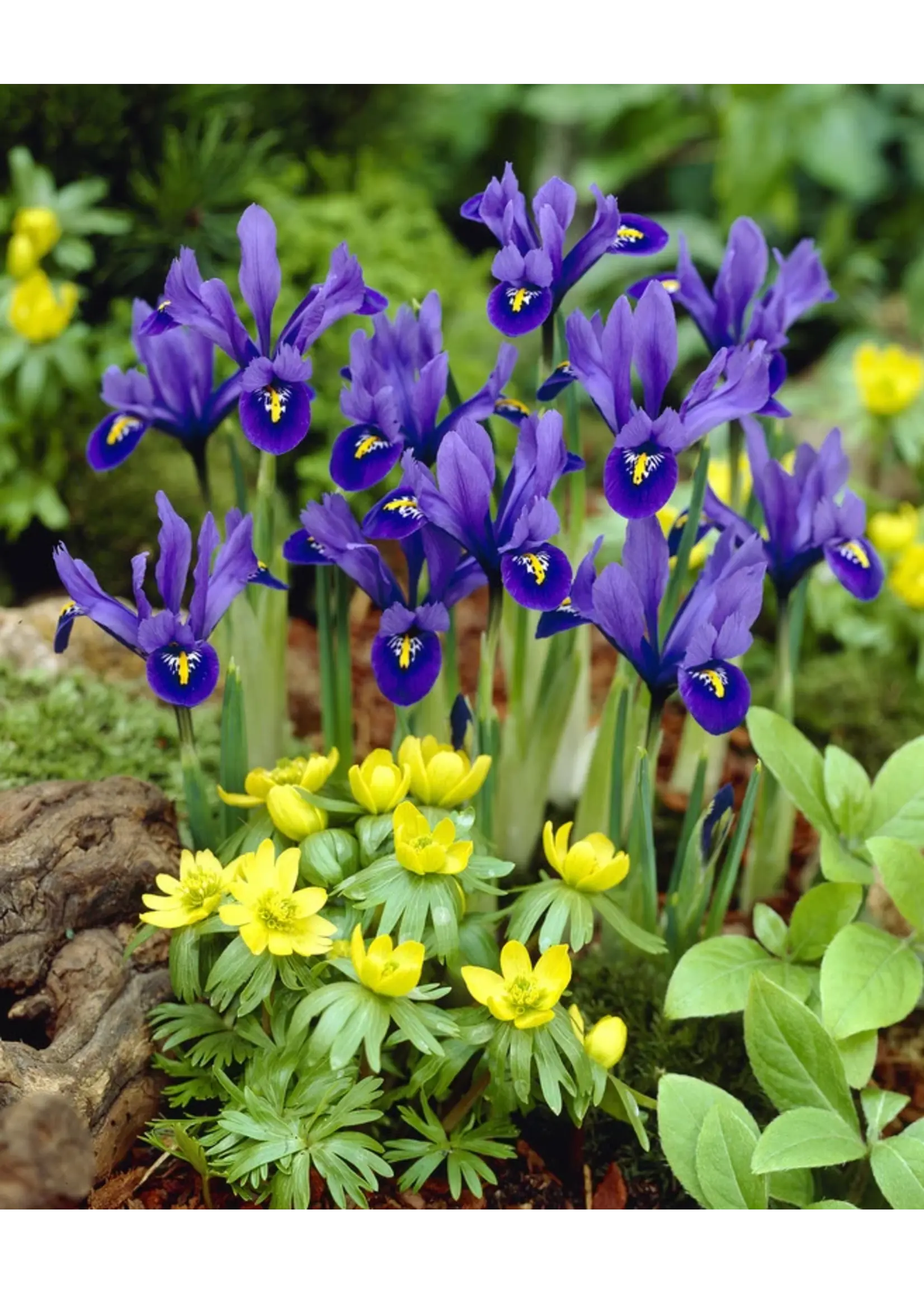 De Vroomen Iris Reticulata Pack of 10 Bulbs