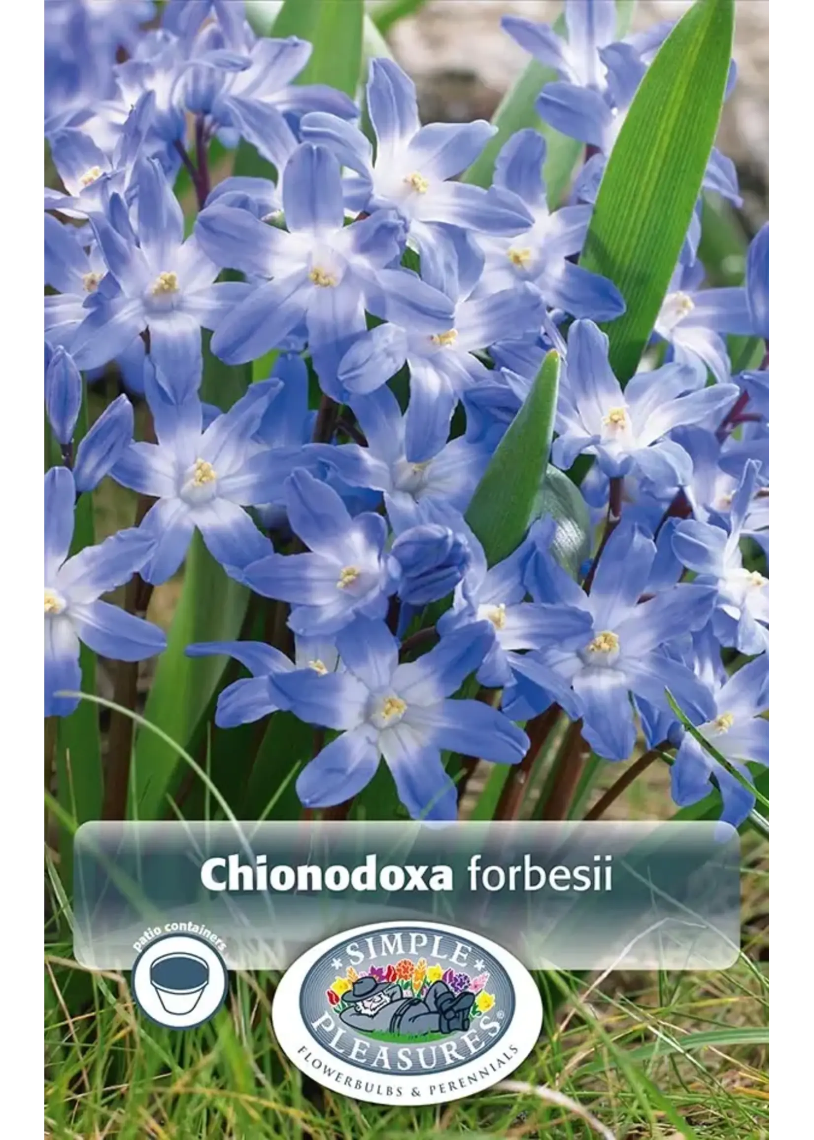 De Vroomen Chionodoxa Forbesii Pack of 10 Bulbs