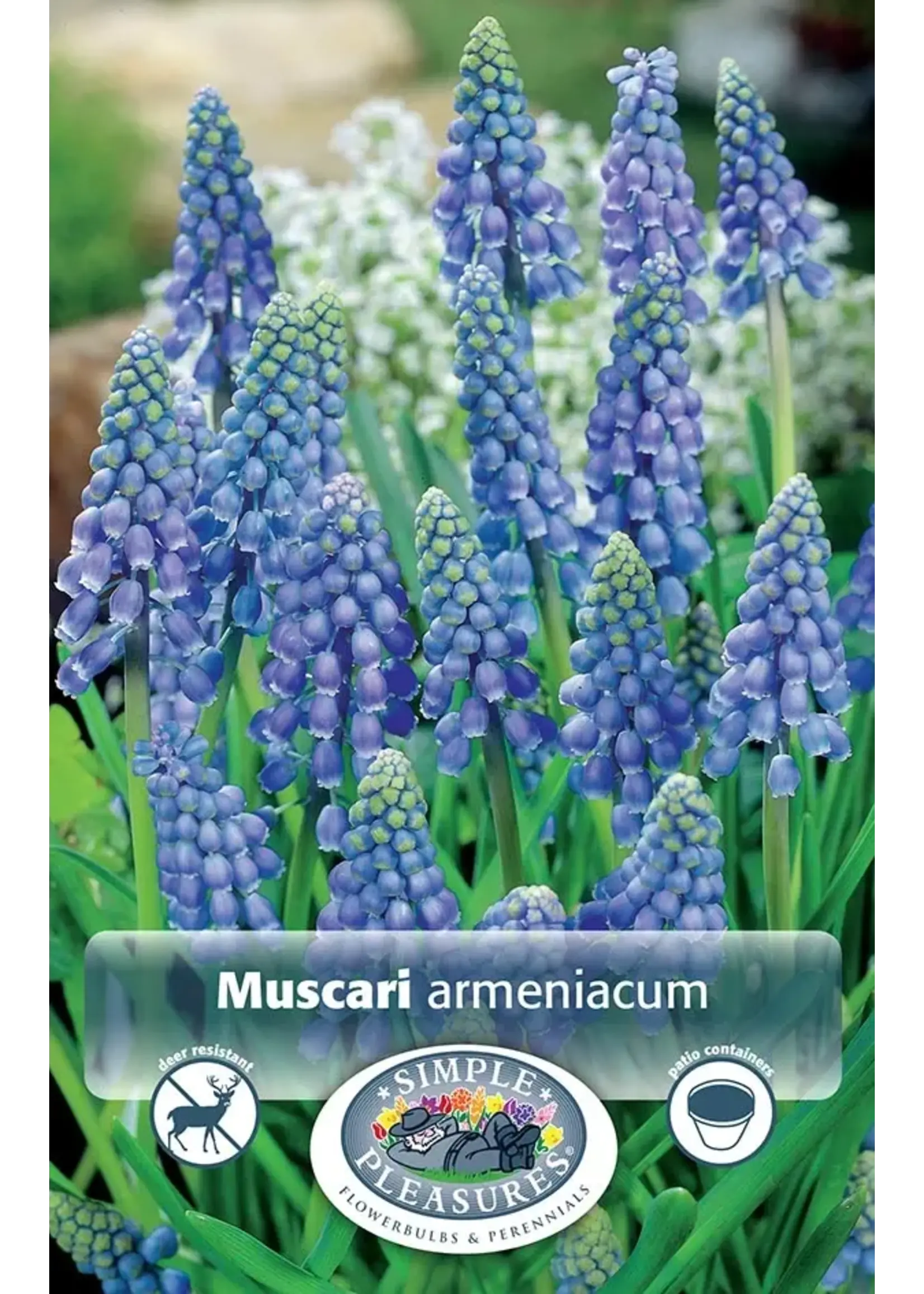 De Vroomen Muscari Armeniacum Pack of 10 Bulbs