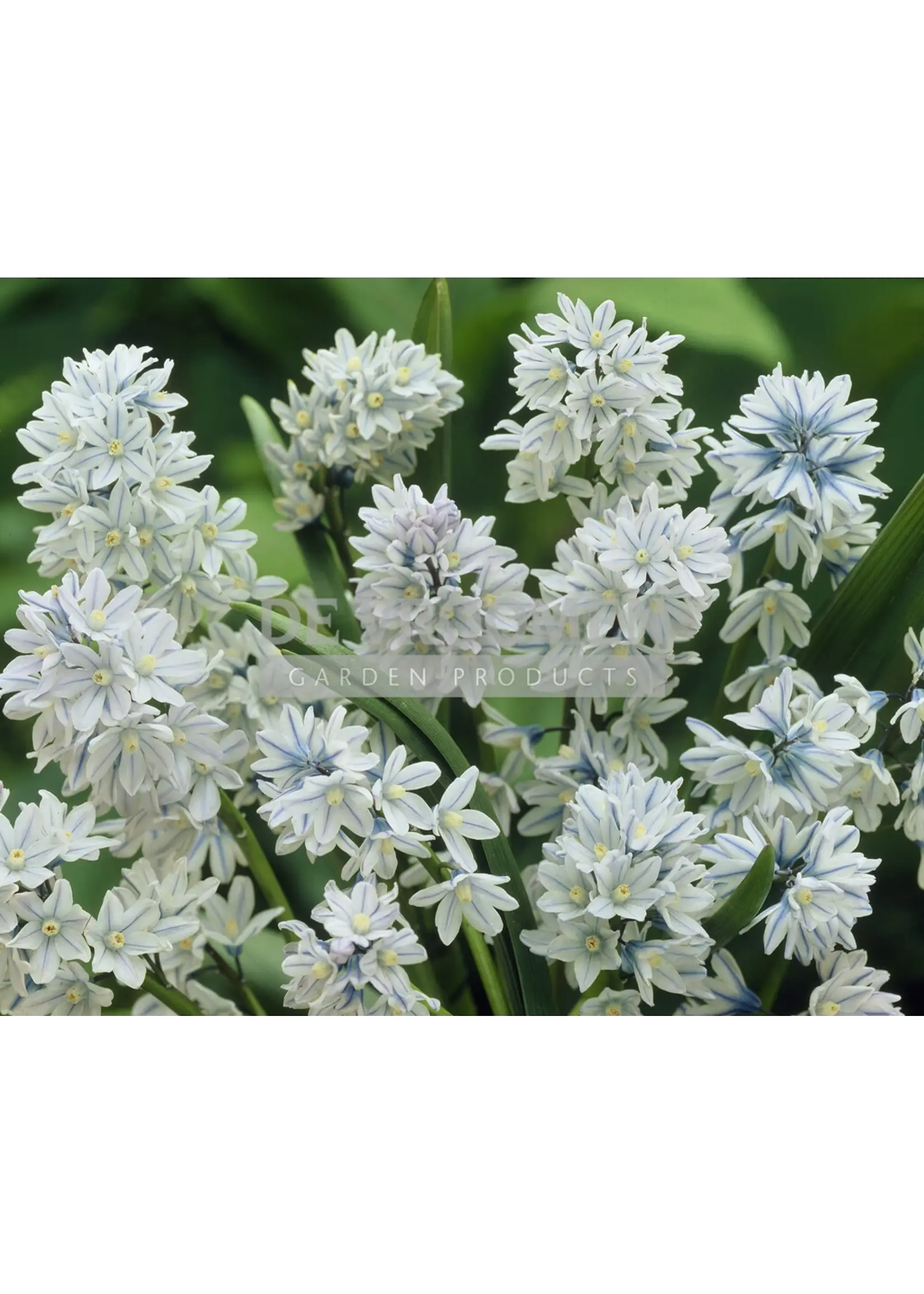 De Vroomen Puschkinia Libanotica Pack of 10 Bulbs