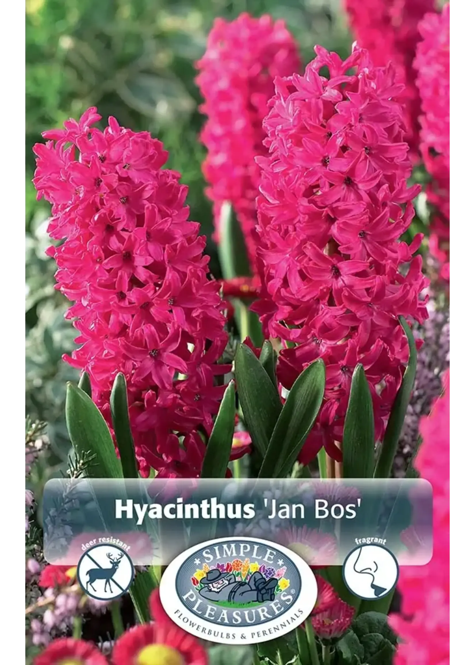 De Vroomen Hyacinth Jan Bos Pack of 3 Bulbs