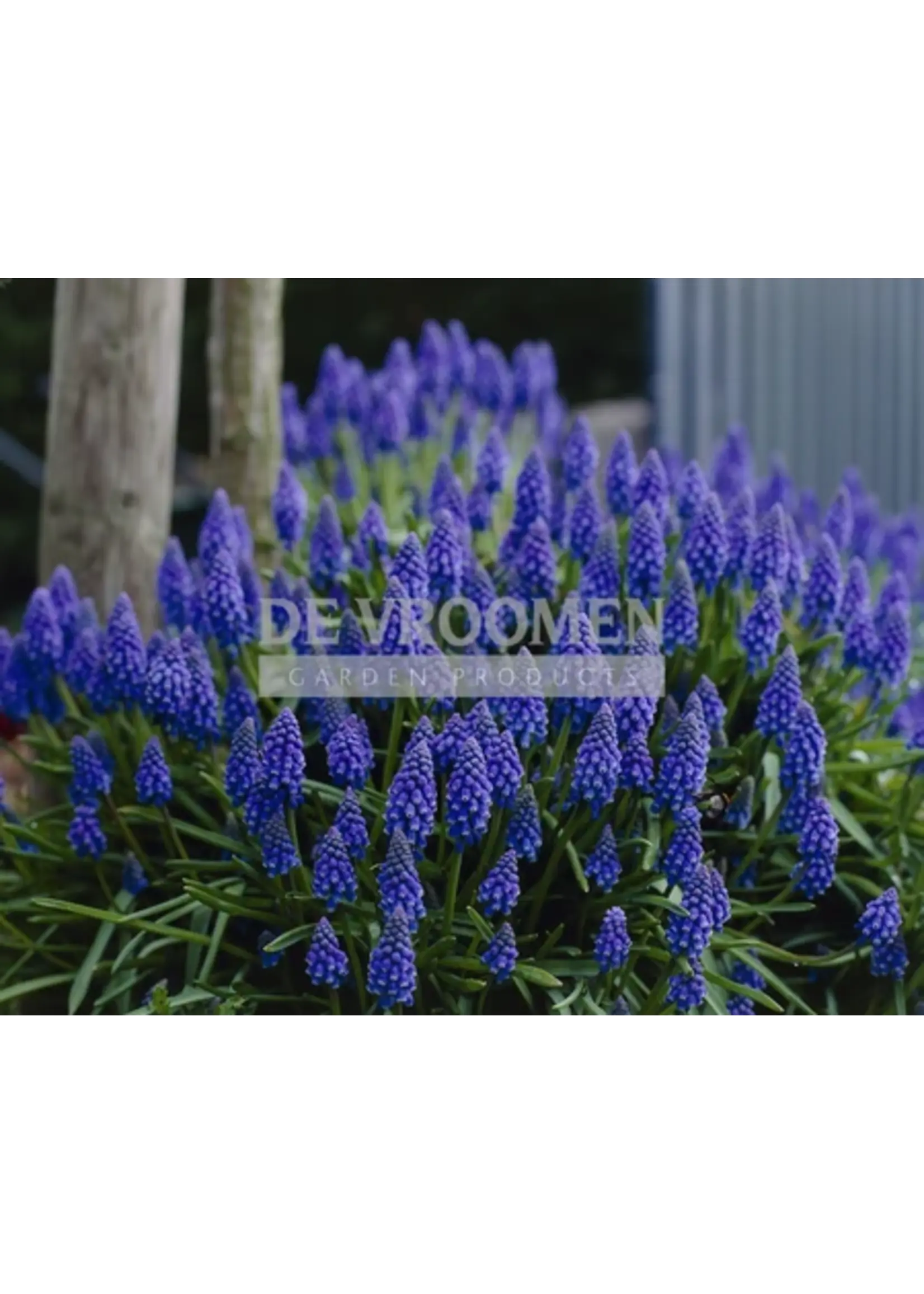 De Vroomen Muscari Armeniacum Pack of 10 Bulbs