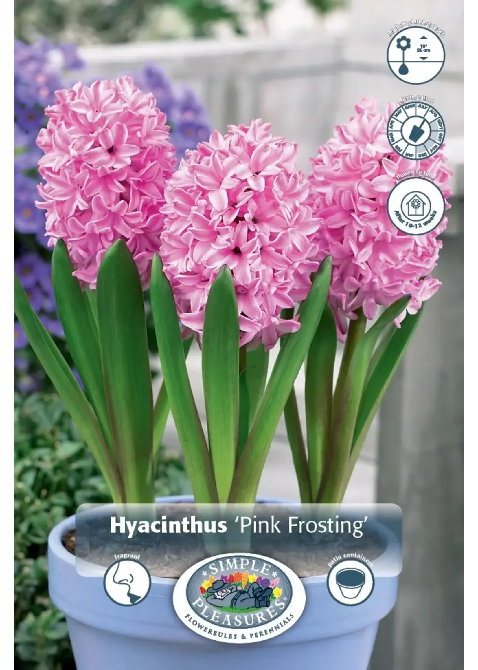 De Vroomen Hyacinth Pink Frosting Pack of 3 Bulbs