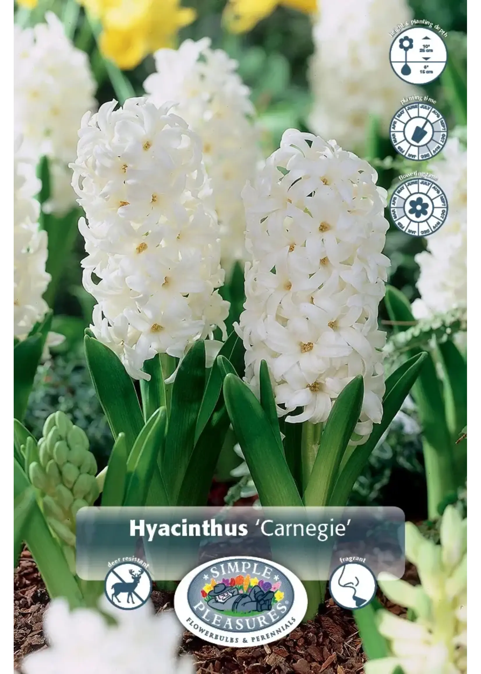 De Vroomen Hyacinth Carnegie Pack of 3 Bulbs