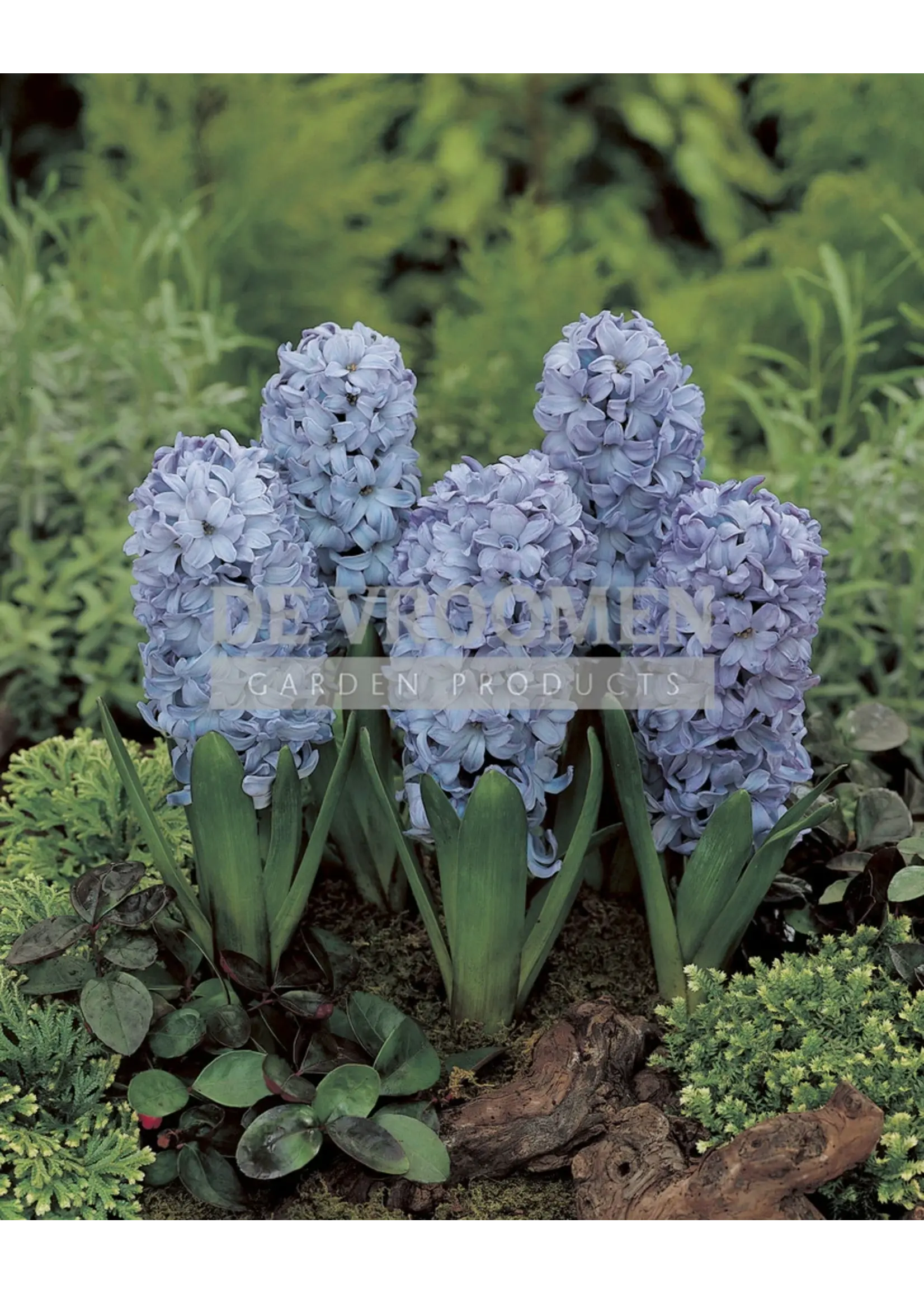 De Vroomen Hyacinth Delft Blue Pack of 3 Bulbs