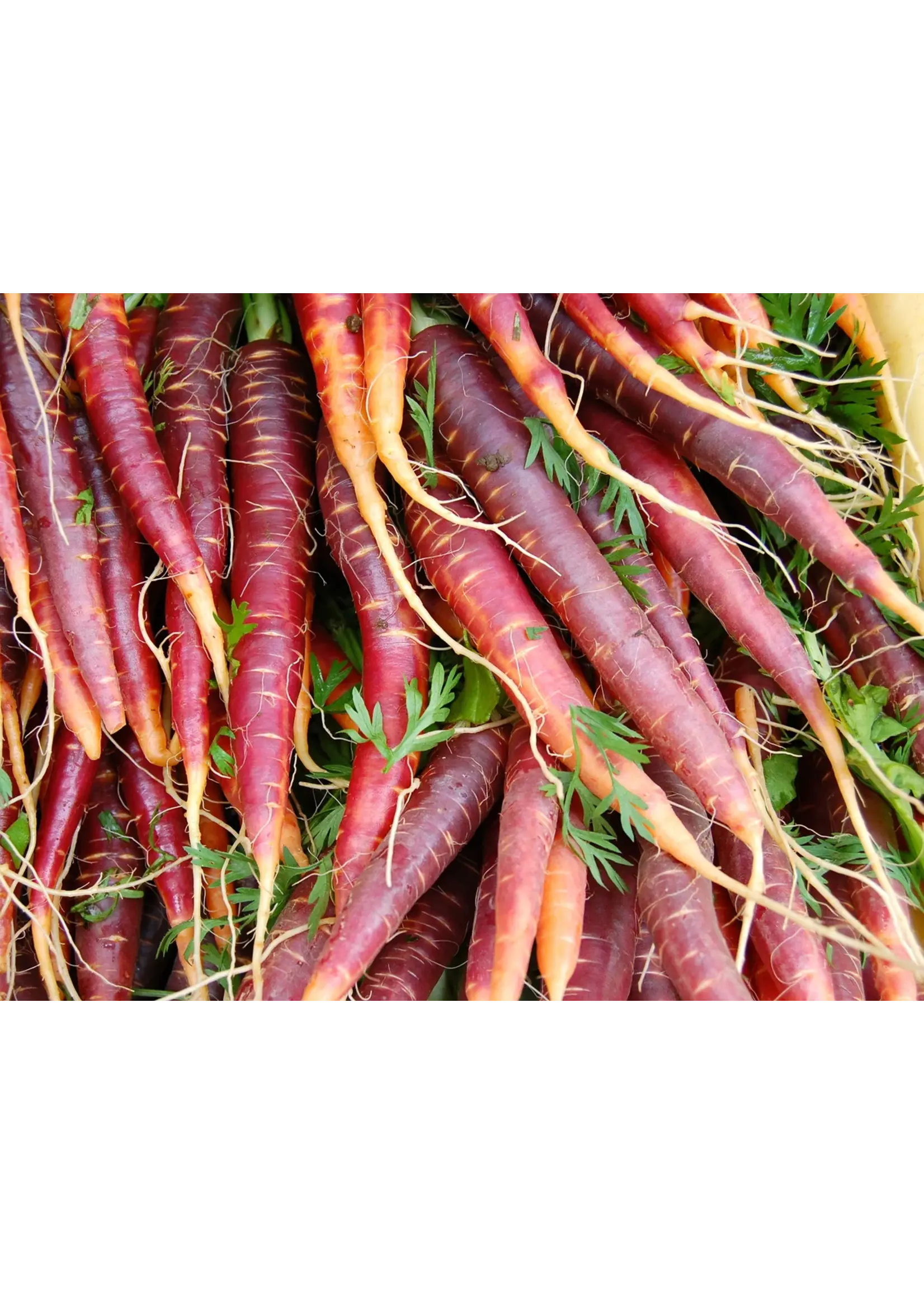 Plant Good Seed Company Carrot Dragon Organic - 400 Seeds