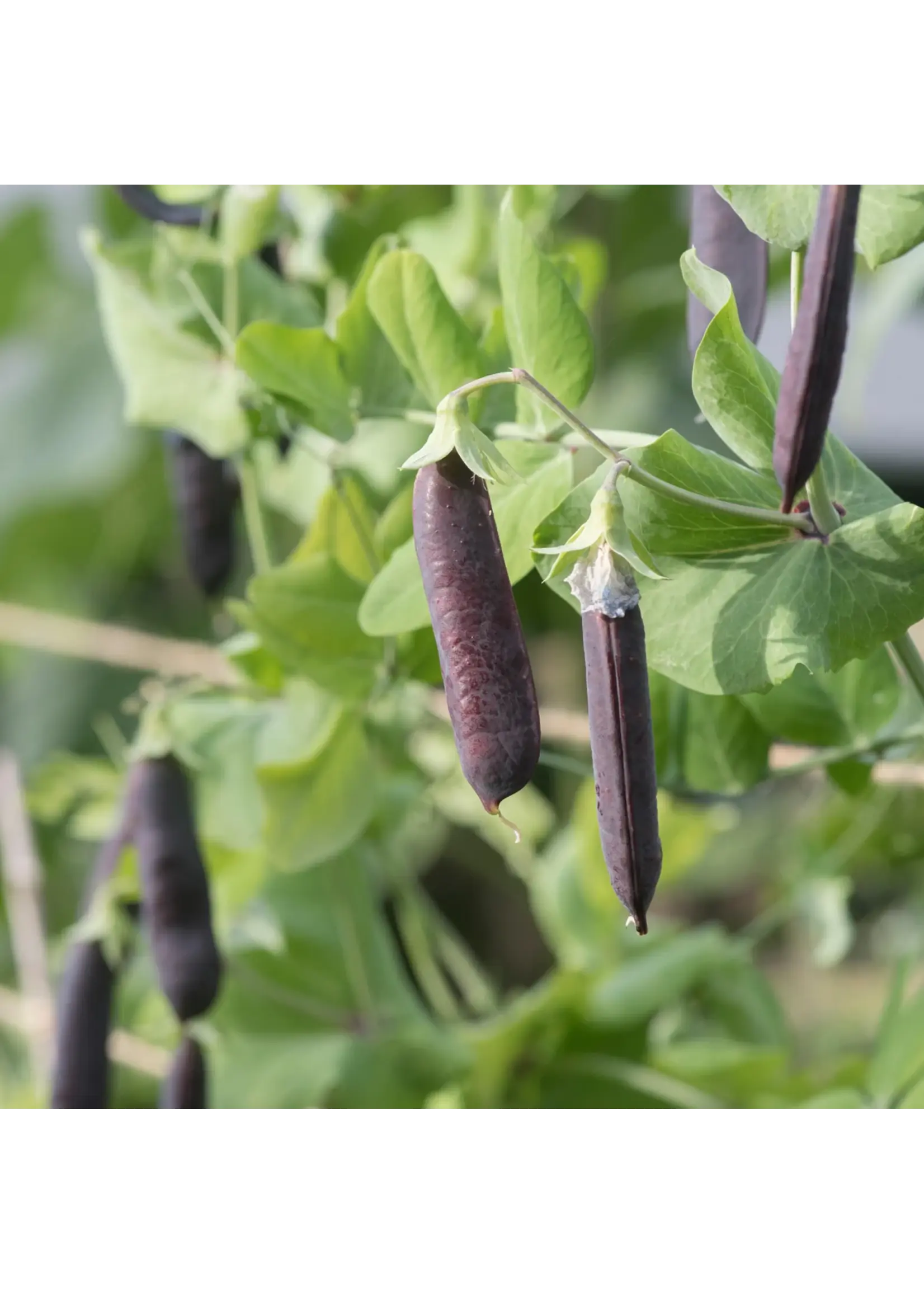 Plant Good Seed Company Pea Royal Snap II