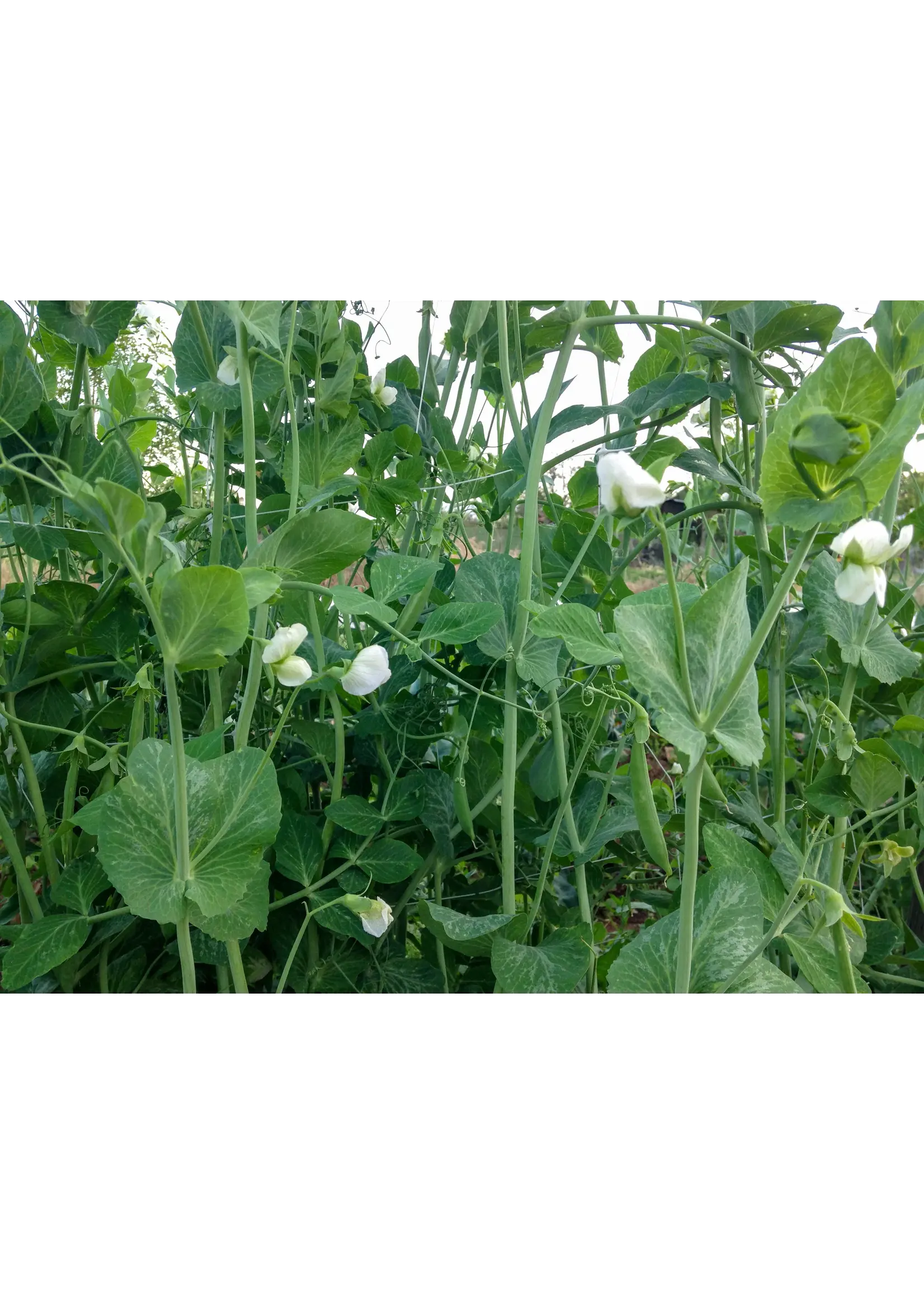 Plant Good Seed Company Pea Sugar Snap Organic